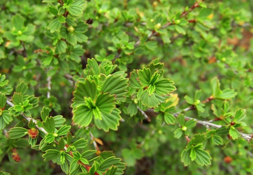 Resurrection Bush Essential Oil: A Natural Ally for the Immune System